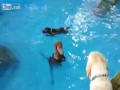 犬のプール