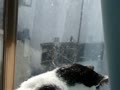 窓の外の鳥を見て鳴く猫